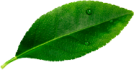 leave__0001_Layer-3.png