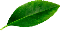 leave__0001_Layer-3.png